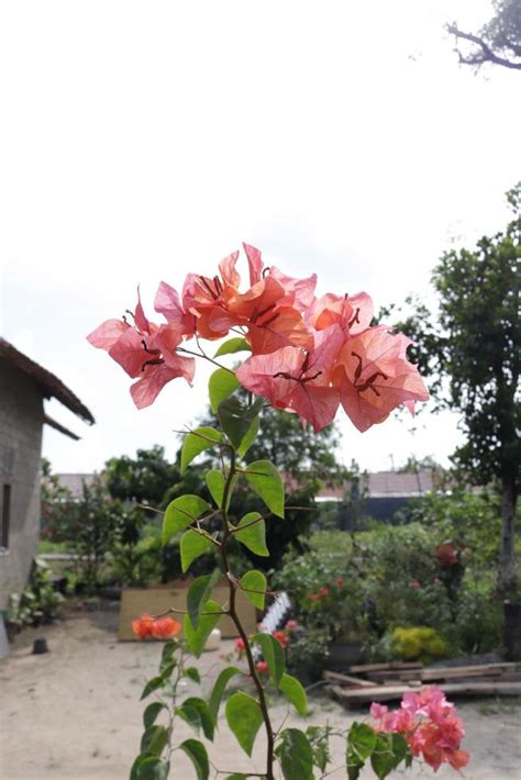 Orange paper flowers are taken with a landscape position with a ...