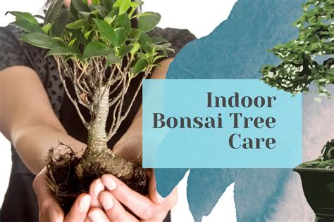 Indoor bonsai tree care - A beginners guide