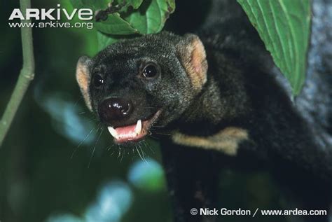 Tayra - Alchetron, The Free Social Encyclopedia