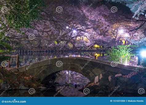 Cherry Blossoms of Inokashira Park Inokashira Park Stock Photo - Image ...