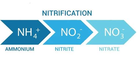 Nitrification - Assignment Point