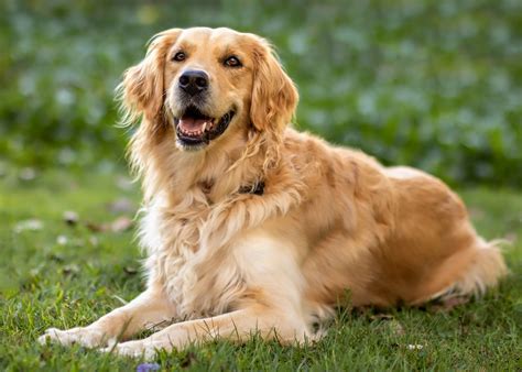 Download Dog Animal Golden Retriever HD Wallpaper