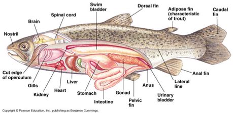 External Anatomy Of A Perch - Anatomy Reading Source