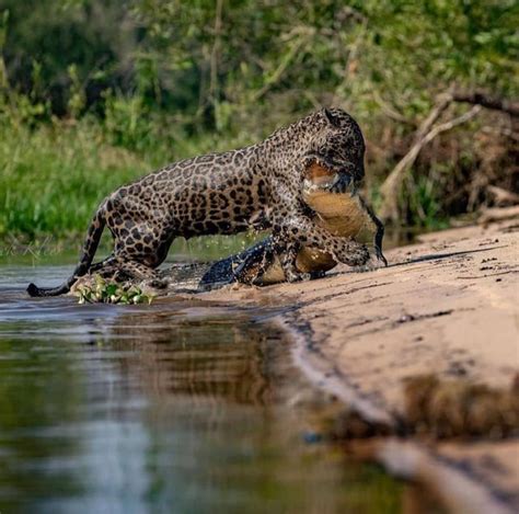 Jaguar hunting caiman. Image resolution [1080x1080] : r/AnimalPorn