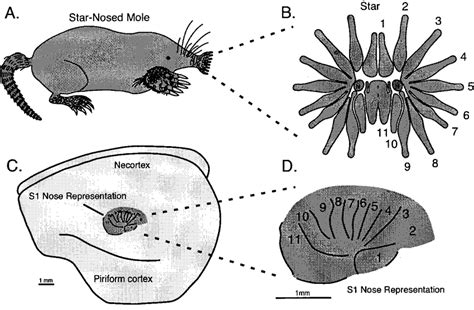 Schematic illustration of the star-nosed mole's specialized ...