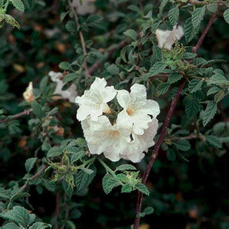 Cordia - FineGardening