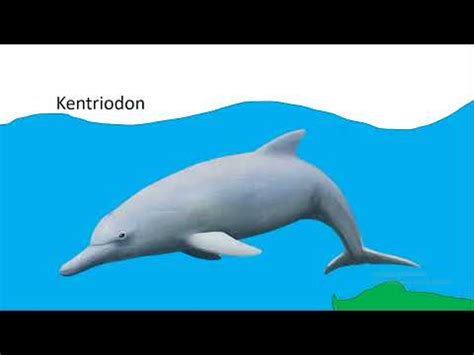 Dolphin Evolution - YouTube