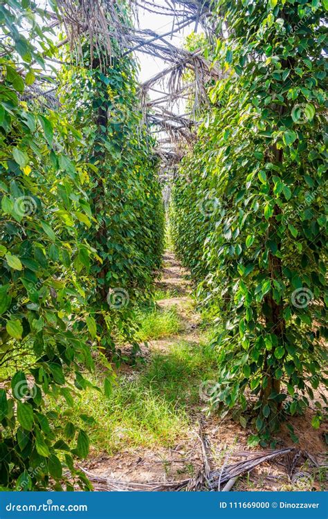 Khmer pepper farm, Kampot stock photo. Image of autumn - 111669000