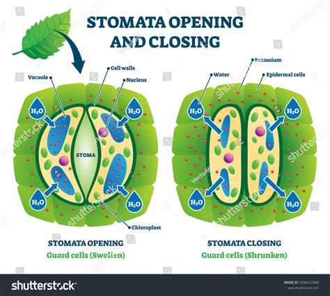 Stomata Labelling Royalty-Free Images, Stock Photos & Pictures ...