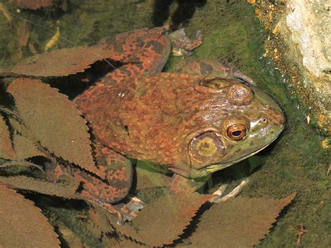 American Bullfrog | Alexandria Zoo