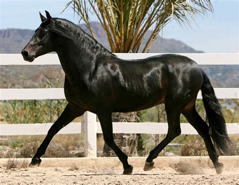 black horses for sale vic - Pattie Calhoun