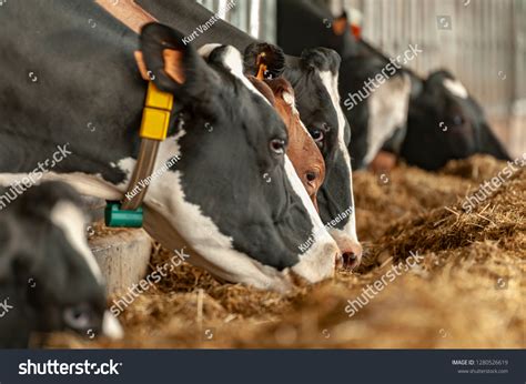 Milk Cows Farm Stock Photo 1280526619 | Shutterstock