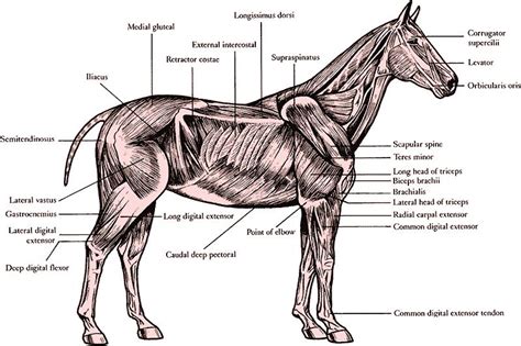 muscular system of a horse | Older horses, Equine massage, Horses