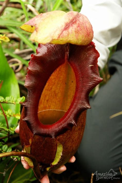 Nepenthes Pitcher Plant Borneo Carnivorous Plants | Travelogue ...