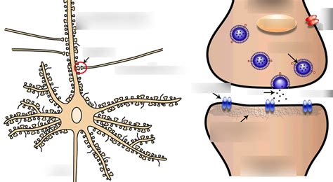 Dendritic Spine Synapse