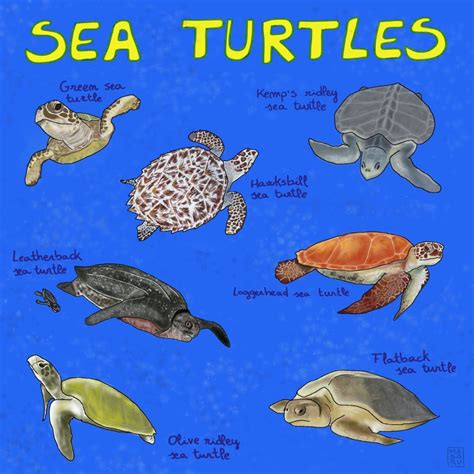 Meet the 7 living species of sea turtles – Mongabay Kids