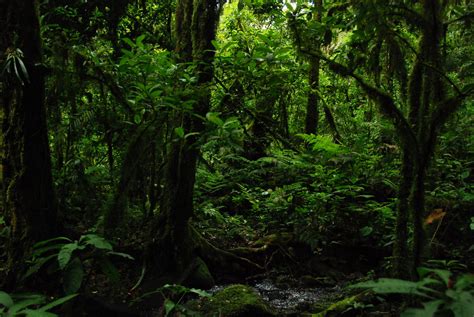 Forest Understory | Vertical Garden Patrick Blanc