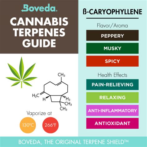 Beta-Caryophyllene Terpene - Boveda Terpene Spotlight