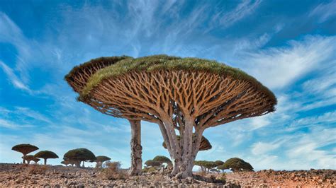 One of the strangest and most interesting trees in the world is the ...