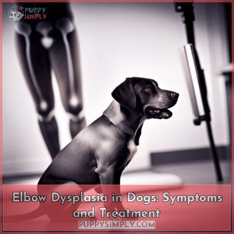 Elbow Dysplasia in Dogs: Symptoms and Treatment