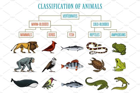 Classification of Animals. Reptiles amphibians mammals birds. Crocodile ...