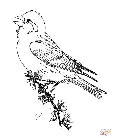 Purple Finch coloring page | Free Printable Coloring Pages