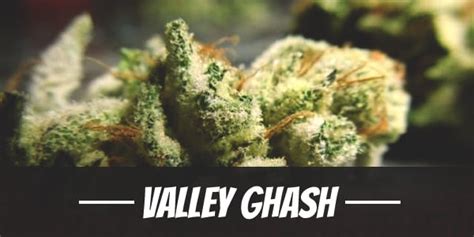 Valley Ghash Weed Strain Review and Information