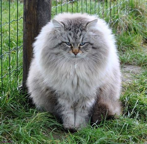 Siberian Cat Hypoallergenic Cat Breeds - Pets Lovers