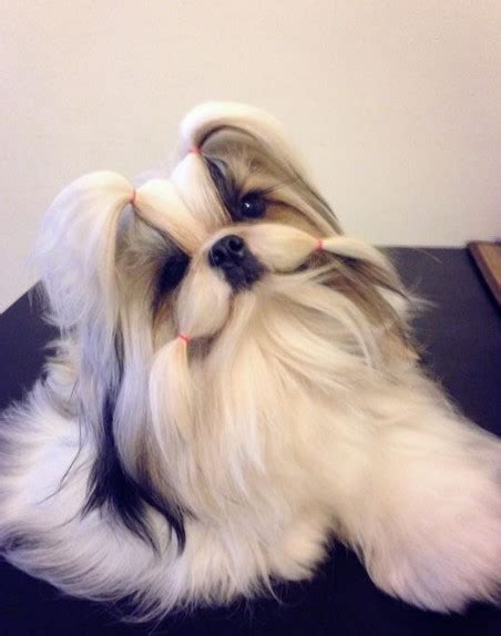 20+ Best Shih Tzu Haircuts Lion Cut - Shih Tzu Haircuts (2024 Guide)