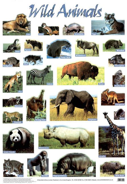 Wild Animals Poster for Science Education