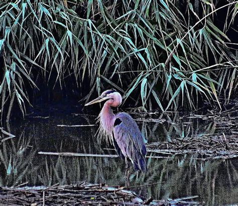 Great Blue Herons Natural Habitat Photograph by Thomas McGuire | Pixels