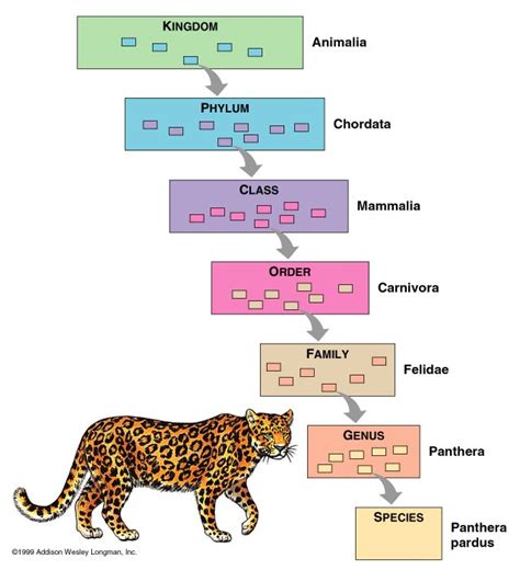 chordata | Fascinating Animals