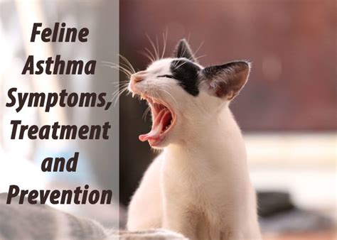 Feline asthma symptoms treatment prevention – Artofit