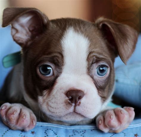 Boston Terrier Puppies For Sale | 4001, Fort Lauderdale, FL #162210