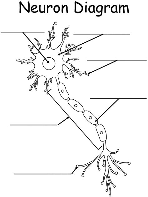 Neuron Nerve Cell Diagram Blank Sketch Coloring Page | The Best Porn ...