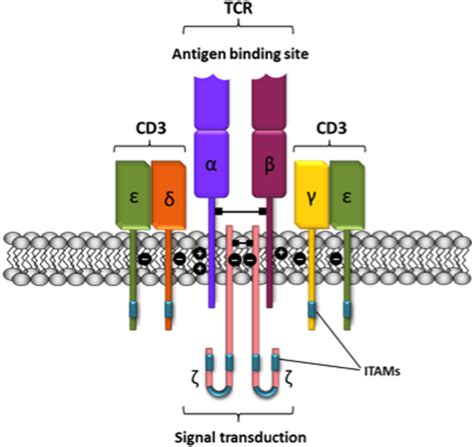 Schematic representation of the T-cell receptor-CD3 complex. The ...