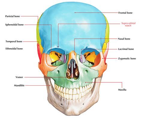 Supraorbital Notch – Earth's Lab