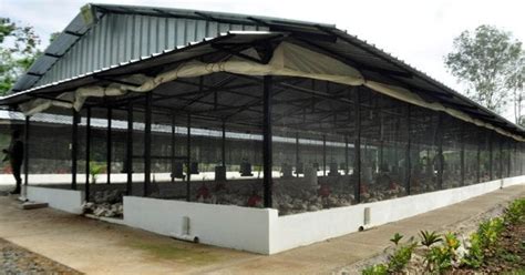 Poultry House Construction Guidelines | Criadero de pollos, Gallinas de ...