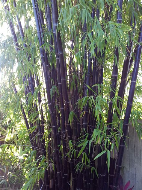 Timor black bamboo | Tropical garden, Japanese garden, Plants