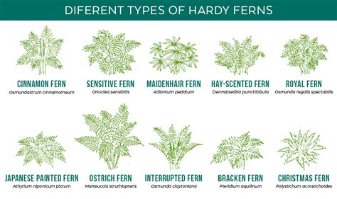 Types Of Ferns And Their Names