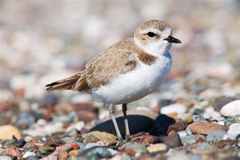 Most viewed Plover wallpapers | 4K Wallpapers