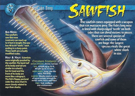 Sawfish | Water Animals and Wild Creatures