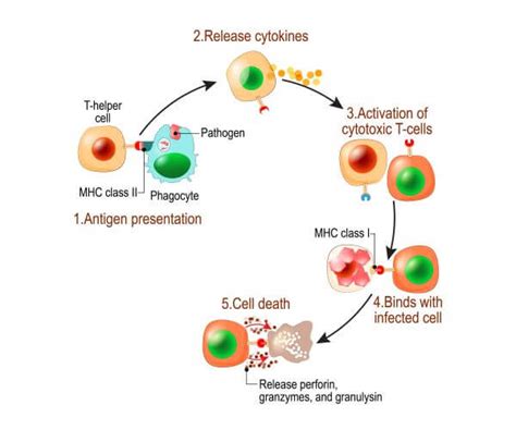 Helper T Cells Diagram