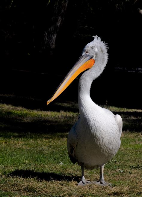 Pelikani Kaçurrel - The Dalmatian Pelican. Karavasta National Park ...