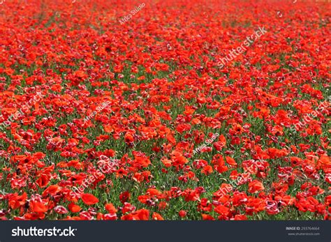 Poppy Field Background Stock Photo 293764664 | Shutterstock