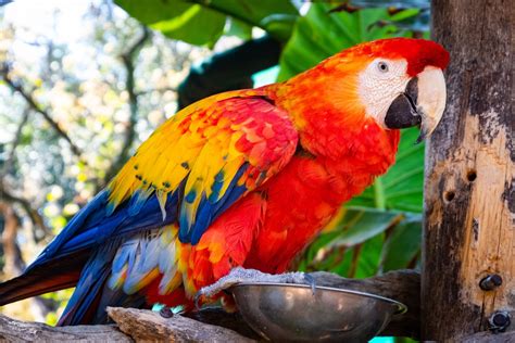 Free Images : bird, vertebrate, macaw, parrot, beak, parakeet, budgie ...