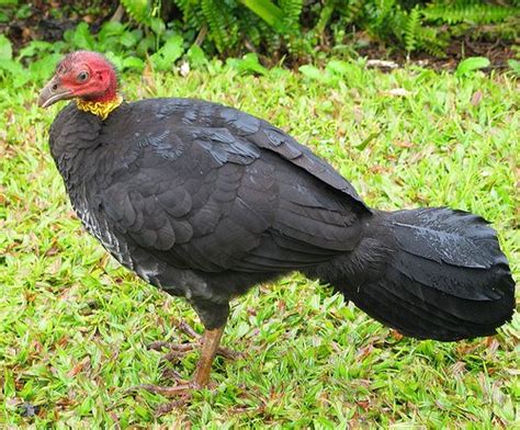 Megapode | Animal Planet's The Most Extreme Wiki | Fandom