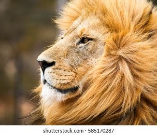 3,861 Lion Side Face Images, Stock Photos, 3D objects, & Vectors ...