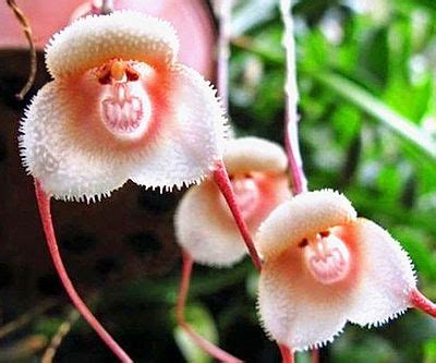 Monkey Face Orchid Seeds