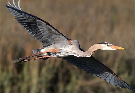 Great Blue Heron Photos | Phil Lanoue Photography